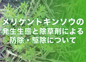 メリケントキンソウの発生生態と除草剤による防除・駆除について