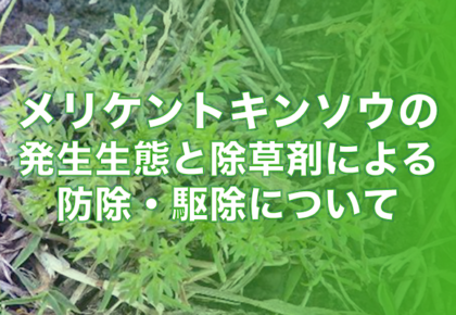 メリケントキンソウの発生生態と除草剤による防除・駆除について