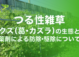 つる性雑草クズ（葛・カズラ）の生態と薬剤による防除・駆除について