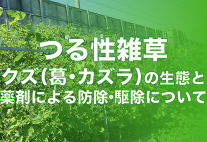 つる性雑草クズ（葛・カズラ）の生態と薬剤による防除・駆除について
